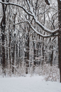 Bare trees on snow covered field in forest