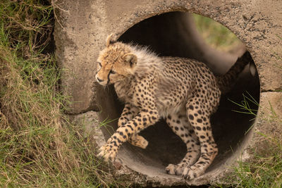 Cheetah cub jumping from pipe