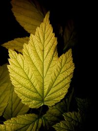 Close-up of maple leaf