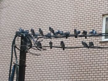 Birds perching on metal fence against wall