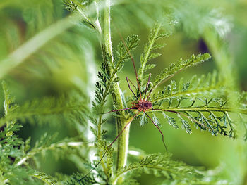 Close-up of insect on plant