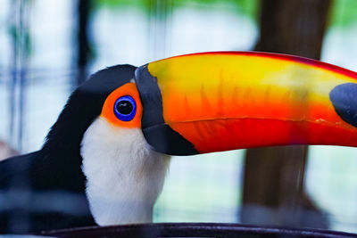 toucan