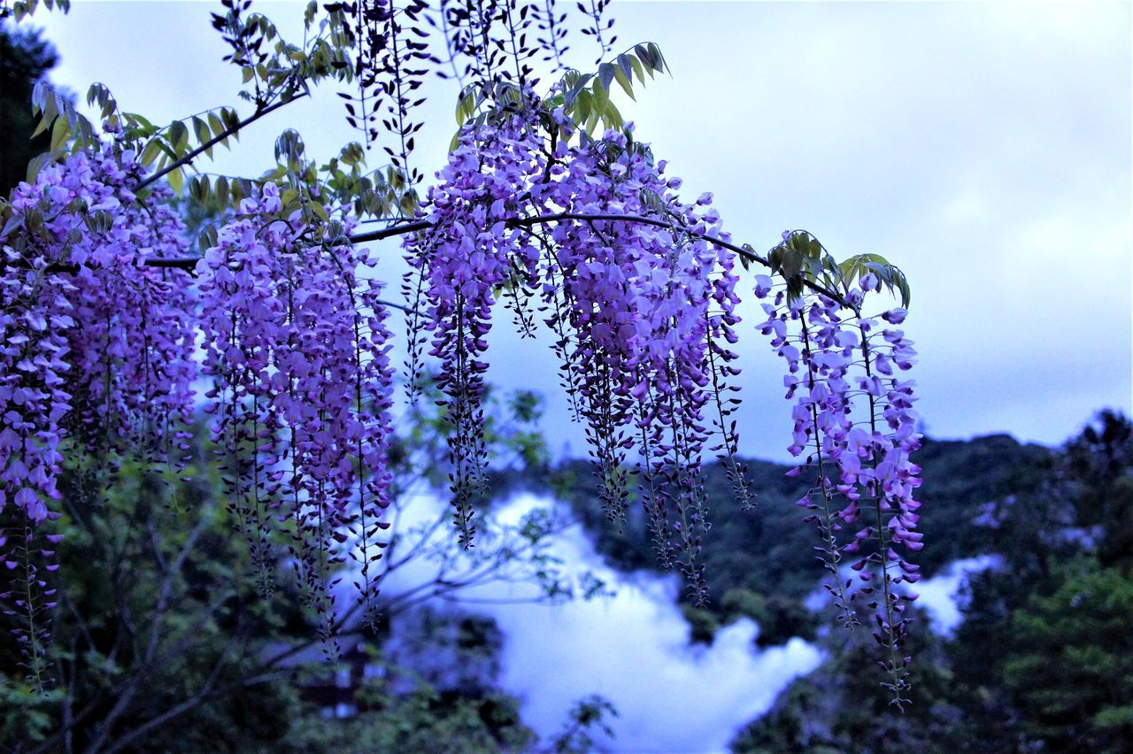 flower, growth, plant, flowering plant, purple, fragility, beauty in nature, freshness, vulnerability, nature, day, tree, wisteria, no people, selective focus, lavender, blossom, close-up, sky, springtime, outdoors, flower head, lilac, spring