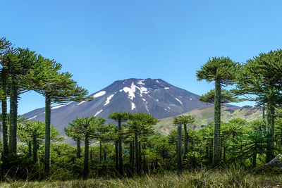 Scenic view of snowcapped mountains against clear blue sky