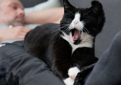 Close-up of yawning cat on owner's lap