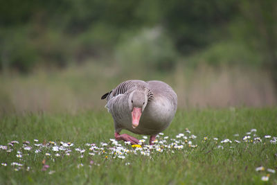 Close-up of goose perching on field