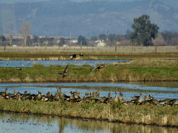 Birds in calm lake