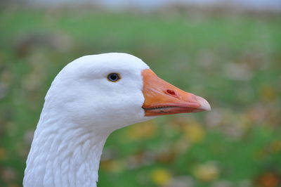 Close-up of goose against blurred background