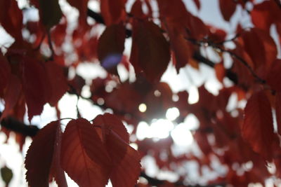 Low angle view of autumnal leaves against trees