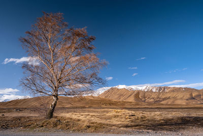 Tree on field against clear blue sky