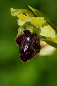 Close-up of blackberries growing on plant