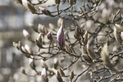 Close-up of magnolia on branch