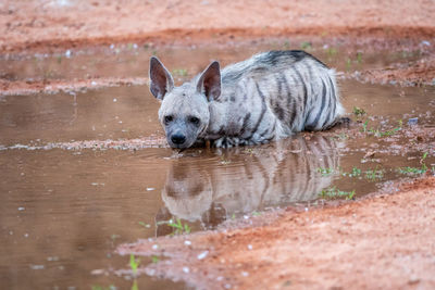 View of a dog drinking water