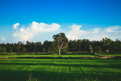 Trees in a field