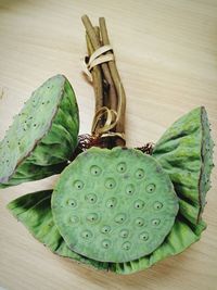 High angle view of succulent plant on table