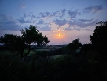 Silhouette trees against sky during sunset