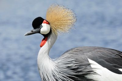 Close-up side view of a bird against the sky, crown crane in lake manyara.