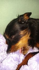 Close-up of dog sleeping on bed at home