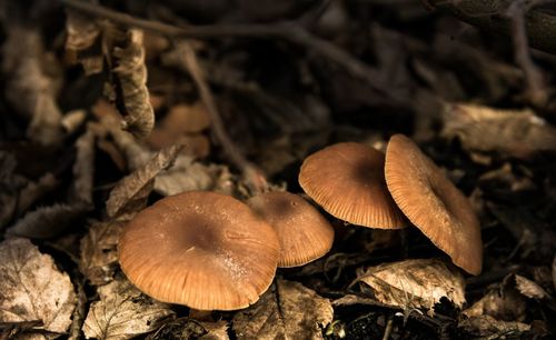 Close-up of mushroom growing on field