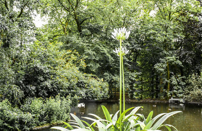 Plants and trees by lake in forest