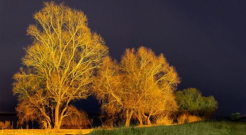 Trees on field against sky at night