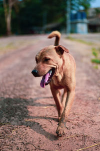 Dog standing on footpath