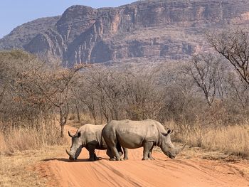 Hippopotamus walking in a desert