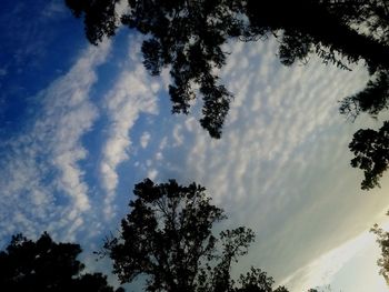 Low angle view of silhouette trees against sky