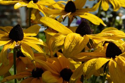 Close-up of yellow flowering plant