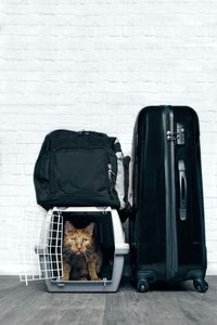 Cat relaxing in cage with suitvase on hardwood floor