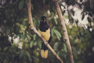 Plush-crested jay perching on tree at forest