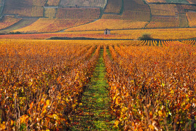 Scenic view of agricultural field