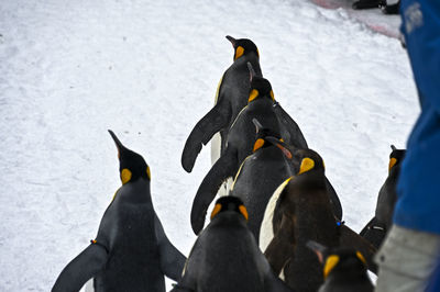 Close-up of penguin on snow