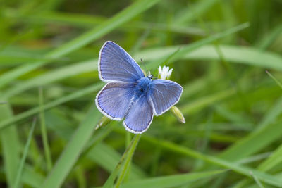 Close-up of butterfly on leaf