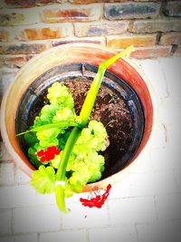 High angle view of vegetables