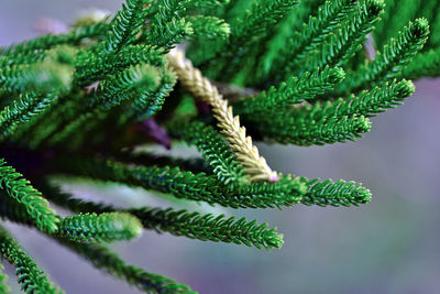 Close-up of pine tree on plant