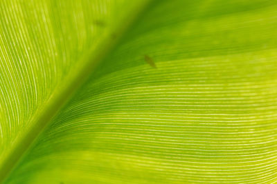A macro image of sunlight lighting up a banana leaf