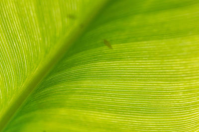 Full frame shot of green leaves
