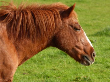 Close-up of horse on field