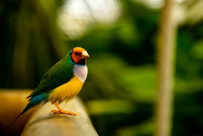 Close-up of parrot perching on leaf