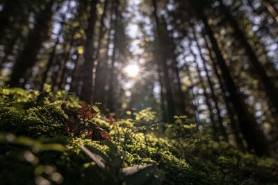 Sunlight streaming through trees in forest