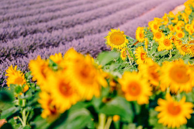 Close-up of yellow flowering plants on field