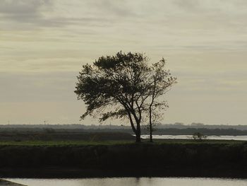 Tree against sky