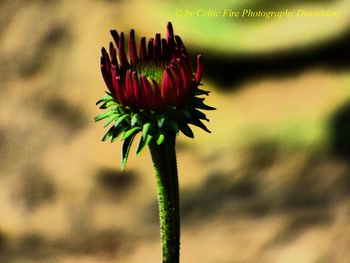 Close-up of flowering plant