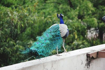 Peacock on wall