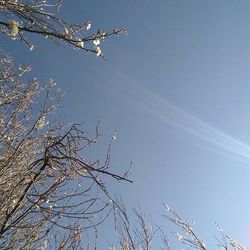 Low angle view of bare trees against sky