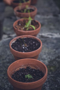 Close-up of potted plant on table