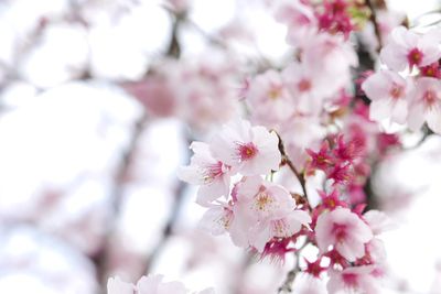 Close-up of cherry blossom