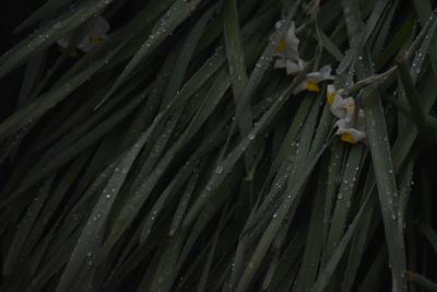 Close-up of water drops on plant