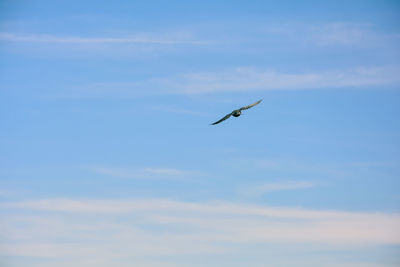 Low angle view of bird flying against sky